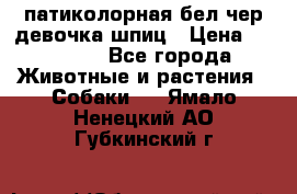 патиколорная бел/чер девочка шпиц › Цена ­ 15 000 - Все города Животные и растения » Собаки   . Ямало-Ненецкий АО,Губкинский г.